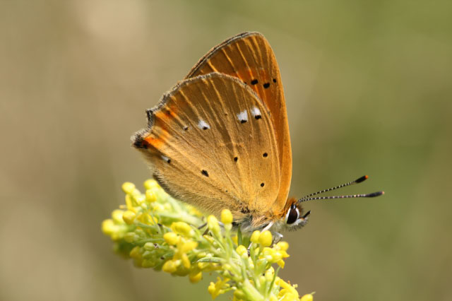 L. virgaureae Rückseite